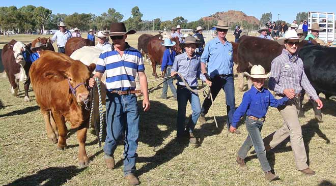 p2127-cattle-at-the-show-1