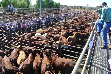 p2255-cattle
