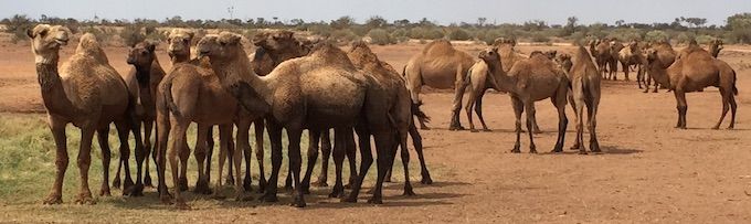 p2348 camels 1