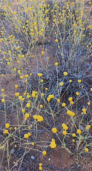 p2362-buffel-spencer-hill-cu