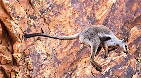 p2353-rock-wallaby