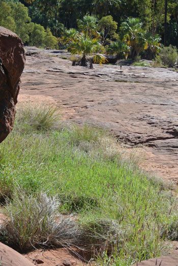p2338-Palm-Valley-buffel-3