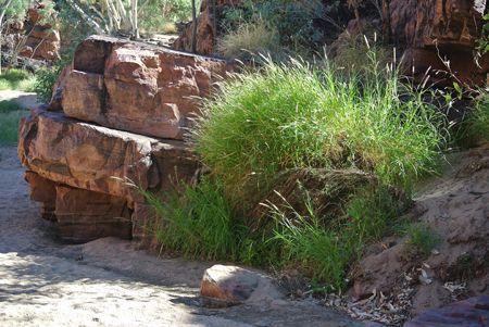 p2226-Trephina-buffel-1