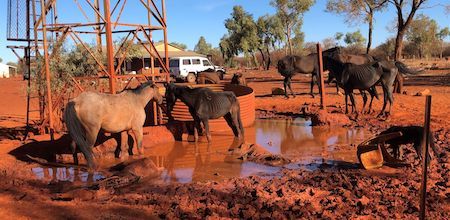 2627 starving horses 4 OK