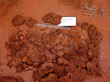 p2361 Termite excavation 2