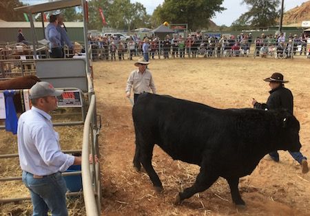 2459 bull sale 1