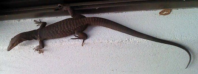 https://www.alicespringsnews.com.au/wp-content/uploads/2020/07/2750-goanna.jpg