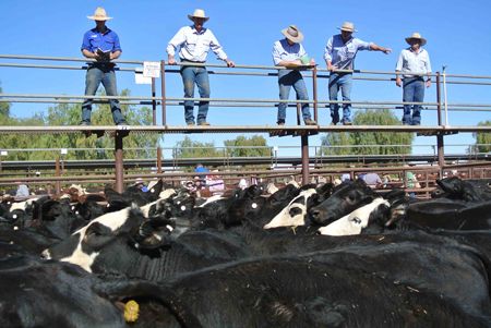 p2252-cattle-sale-6