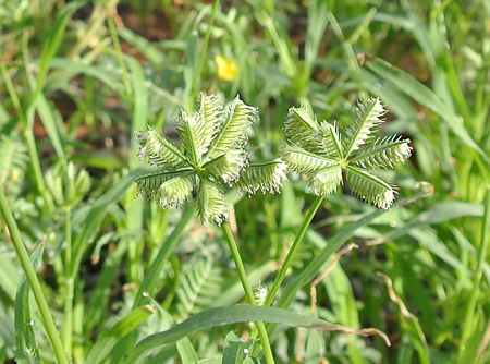 p2308-block-plant-6