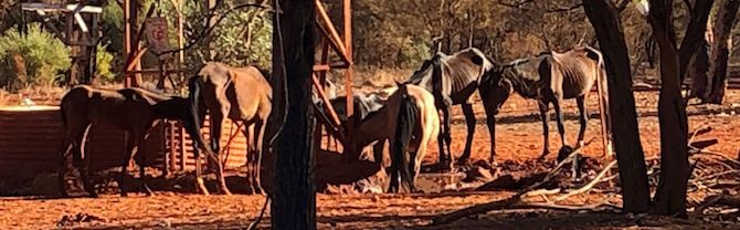 2627 starving horses 3 OK
