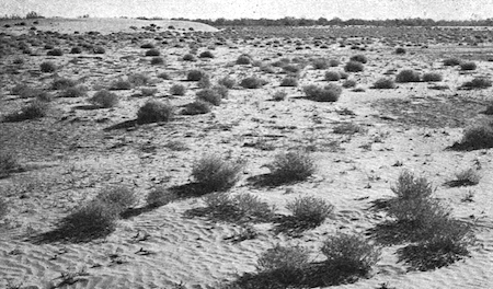 2539 buffel story 1