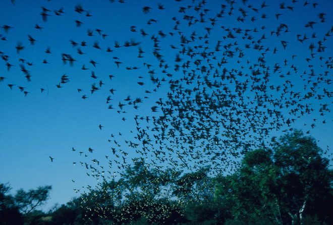 p2209-Latz-Budgies-Lander-R