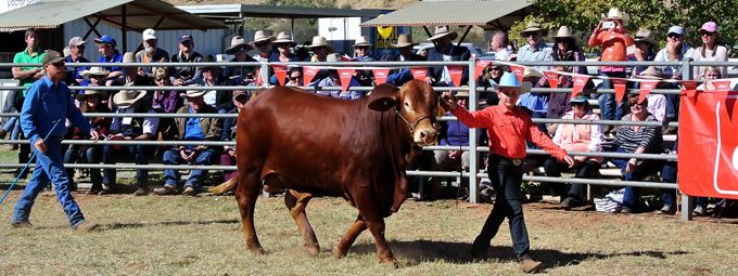 p2252-Show-bull-sale