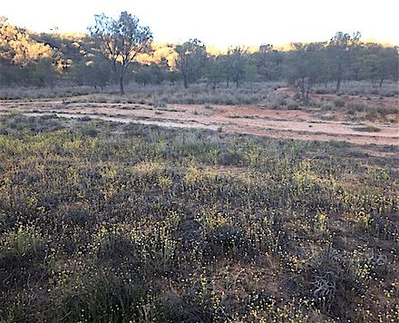 p2362-buffel-spencer-hill-2ok