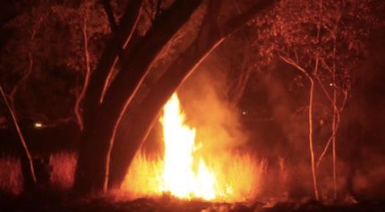 p2468 Trees Walsh fire 430