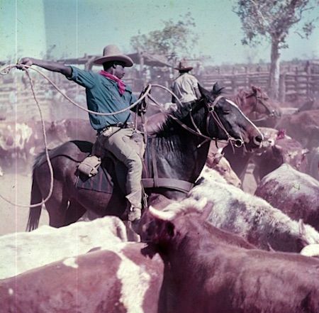 2482 Aboriginal stockman OK