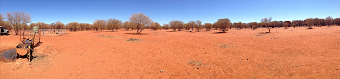 2629 starving horses 4 OK