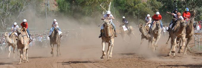 p2339-Camel-Cup-5
