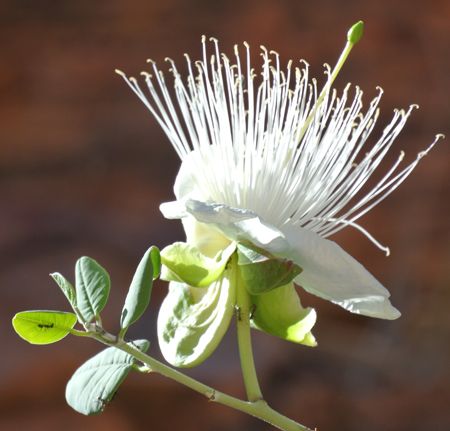 p2227-native-passionfruit-1