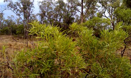 p2175-trip-pic-green-Qld