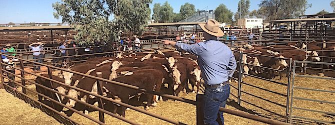 p2444 cattle sale 5 OK