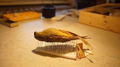 p2330-Night-Parrot-on-pins