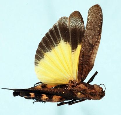 p2403 yellow winged grasshopper