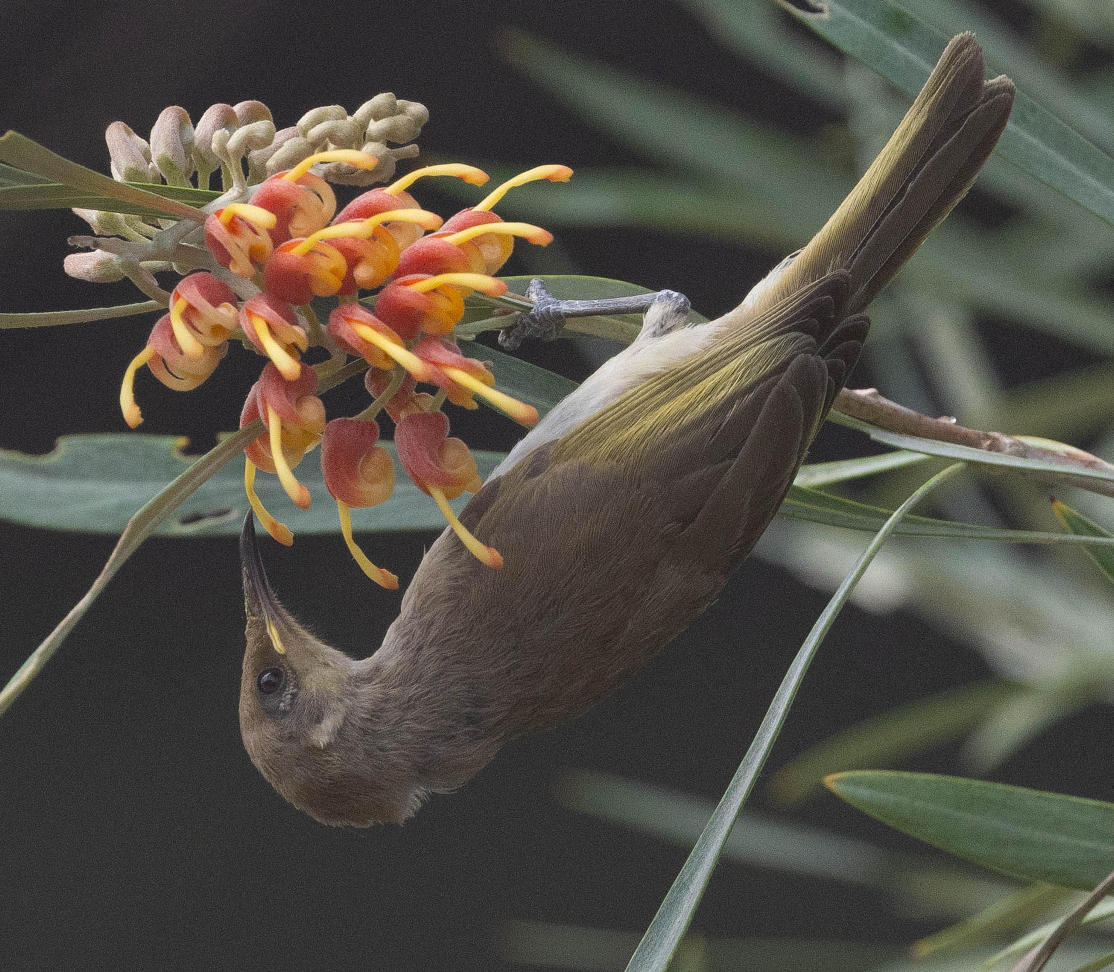 Brown honeyeater