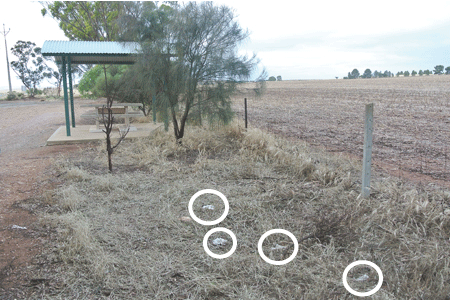 p2206-poo-in-rest-area