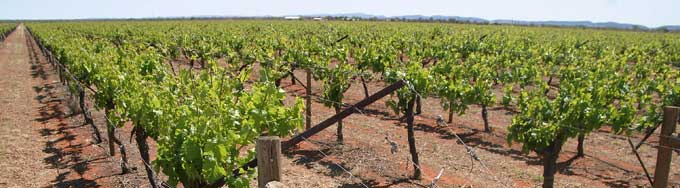 p2217-Rocky-Hill-vinyard
