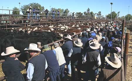 p2169-cattle-sale