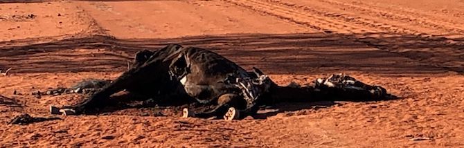 2627 starving horses 1 OK