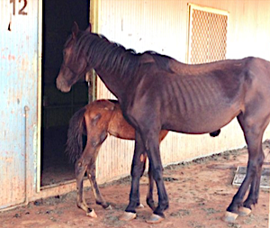 2629 starving horses 5 OK