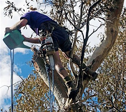 p2468 Trees Walsh arborist 2 430
