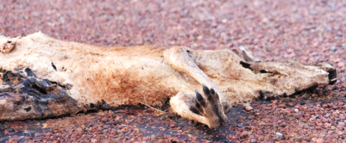 Car-nage on our highways: 263 dead roos in 250 km | Alice Springs News