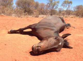 2629 starving horses 2 OK