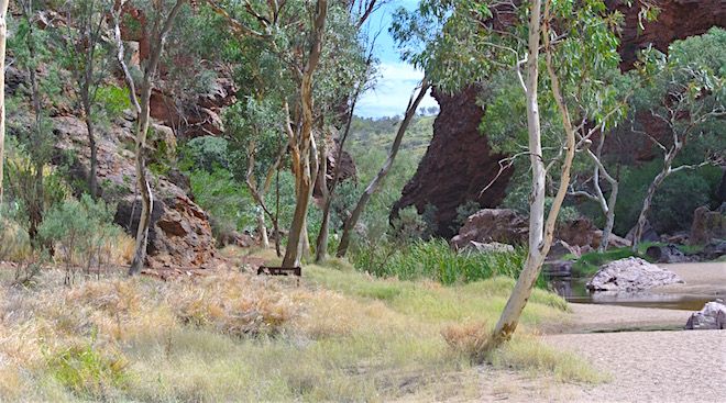 p2406 Simpsons Gap grass kill