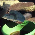 p2361 Termite grinding 4