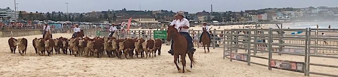 2524 Bondi cattle OK