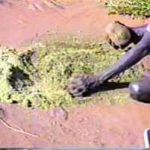 p2361 Termite grinding 3