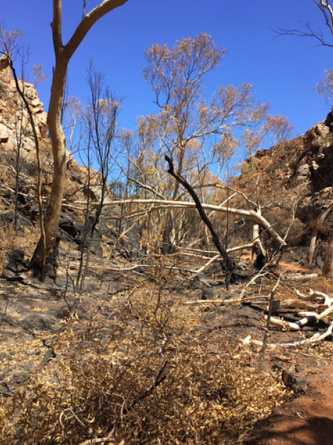 2602 West Macs fire Standley creek