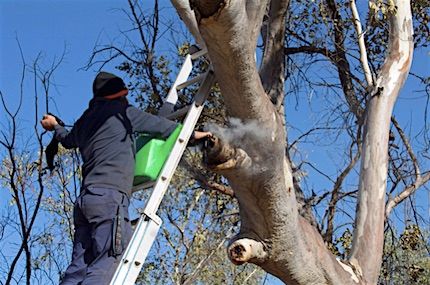 p2468 Trees Walsh arborist 1 430