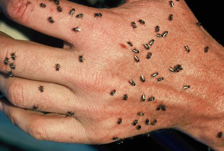 p2209-Latz-native-bees