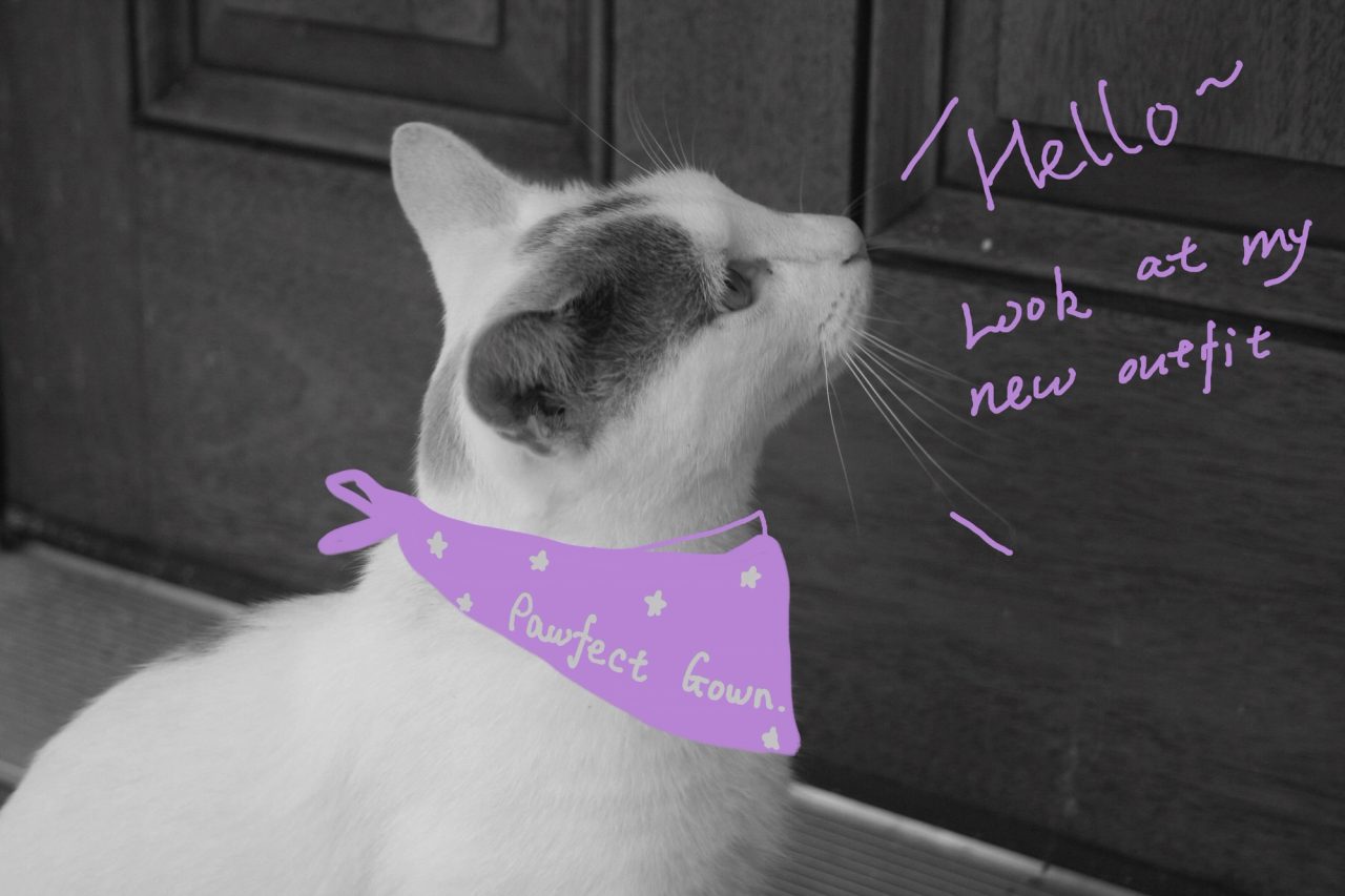 Black-and-white cat portrait overlaid with a lavender Pawfect Gown bandana illustration and handwritten text.