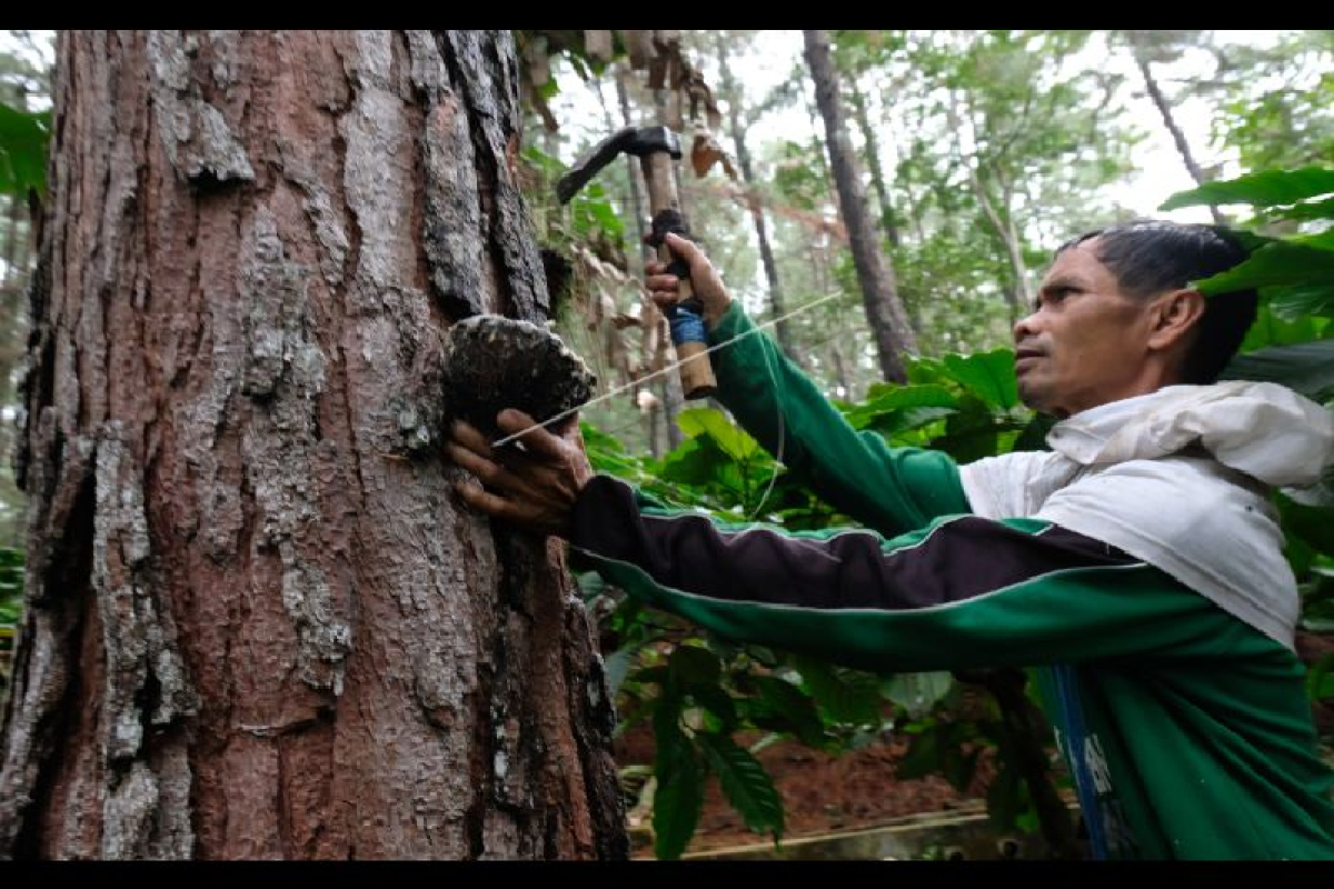 Dokumentasi pengolahan getah pinus di Aceh dalam pembahasan hilirisasi gondorukem dan terpentin