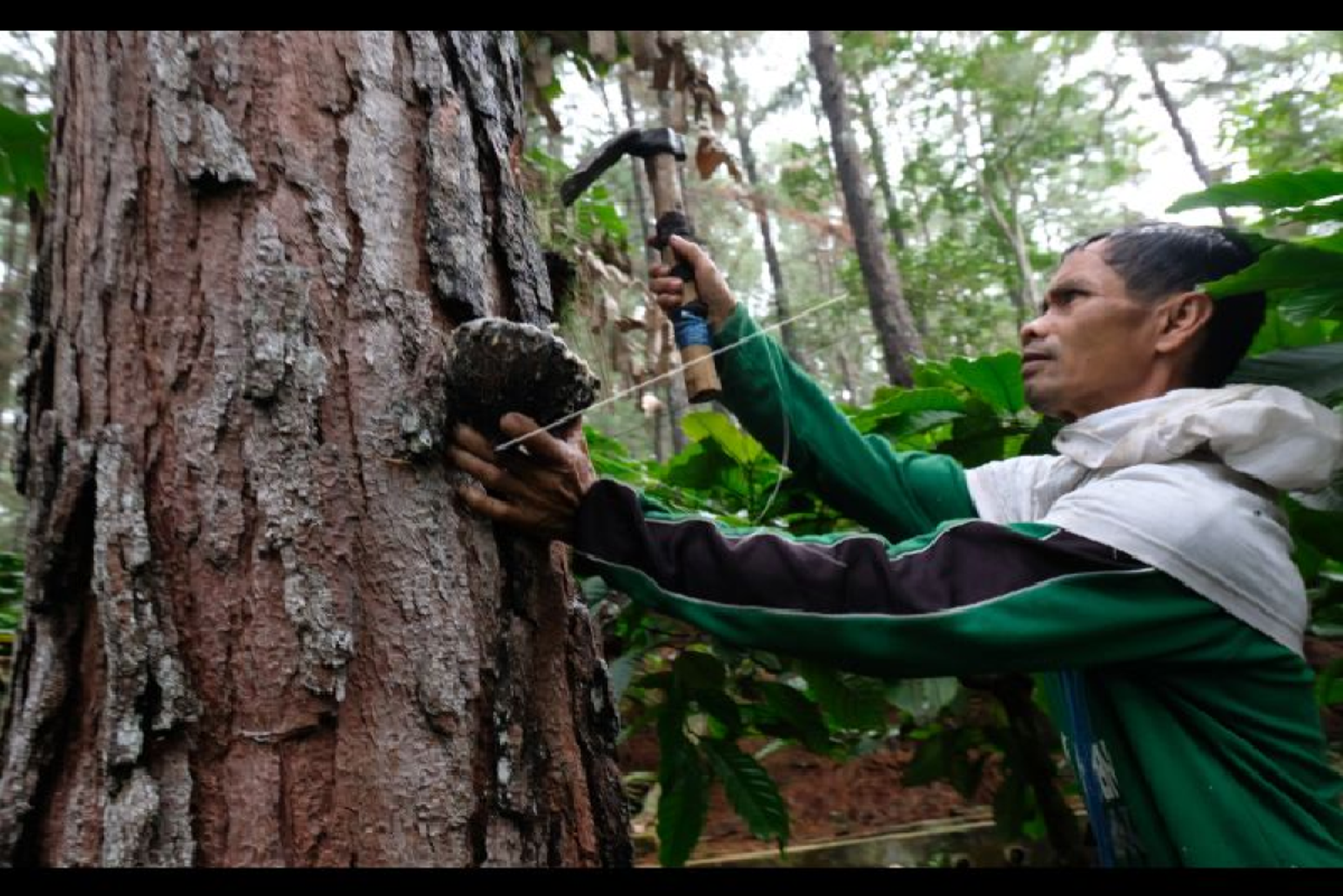 Dokumentasi pengolahan getah pinus di Aceh dalam pembahasan hilirisasi gondorukem dan terpentin