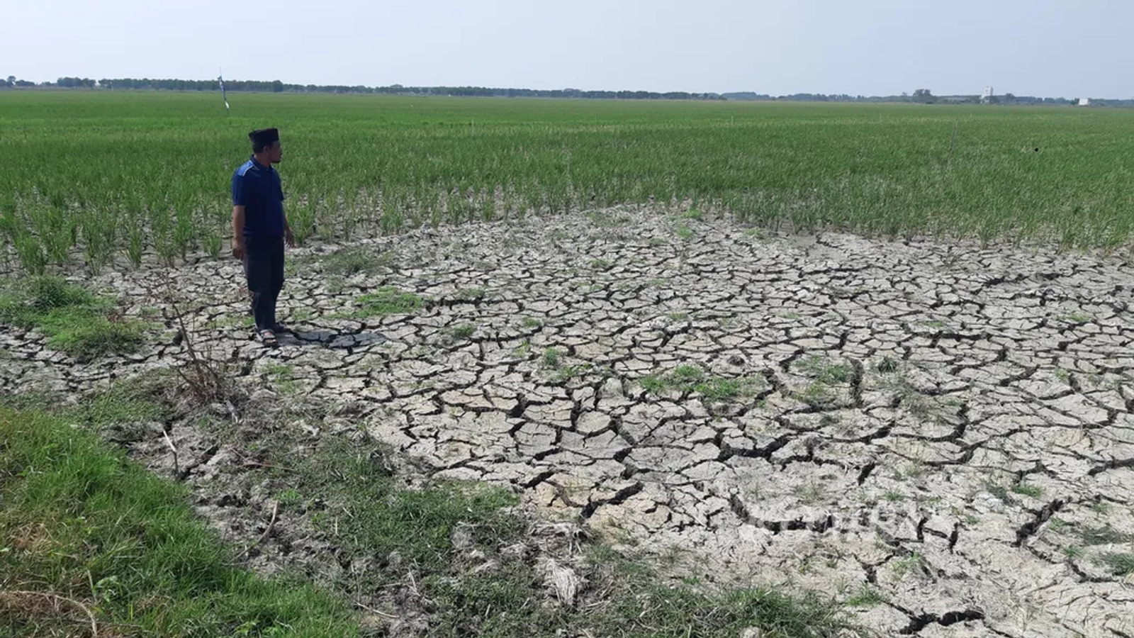 16.276 Hektare Sawah Rusak Berat Aceh Belum Tertangani, Ke Mana Arah Pemulihan Rp2,5 Triliun?
