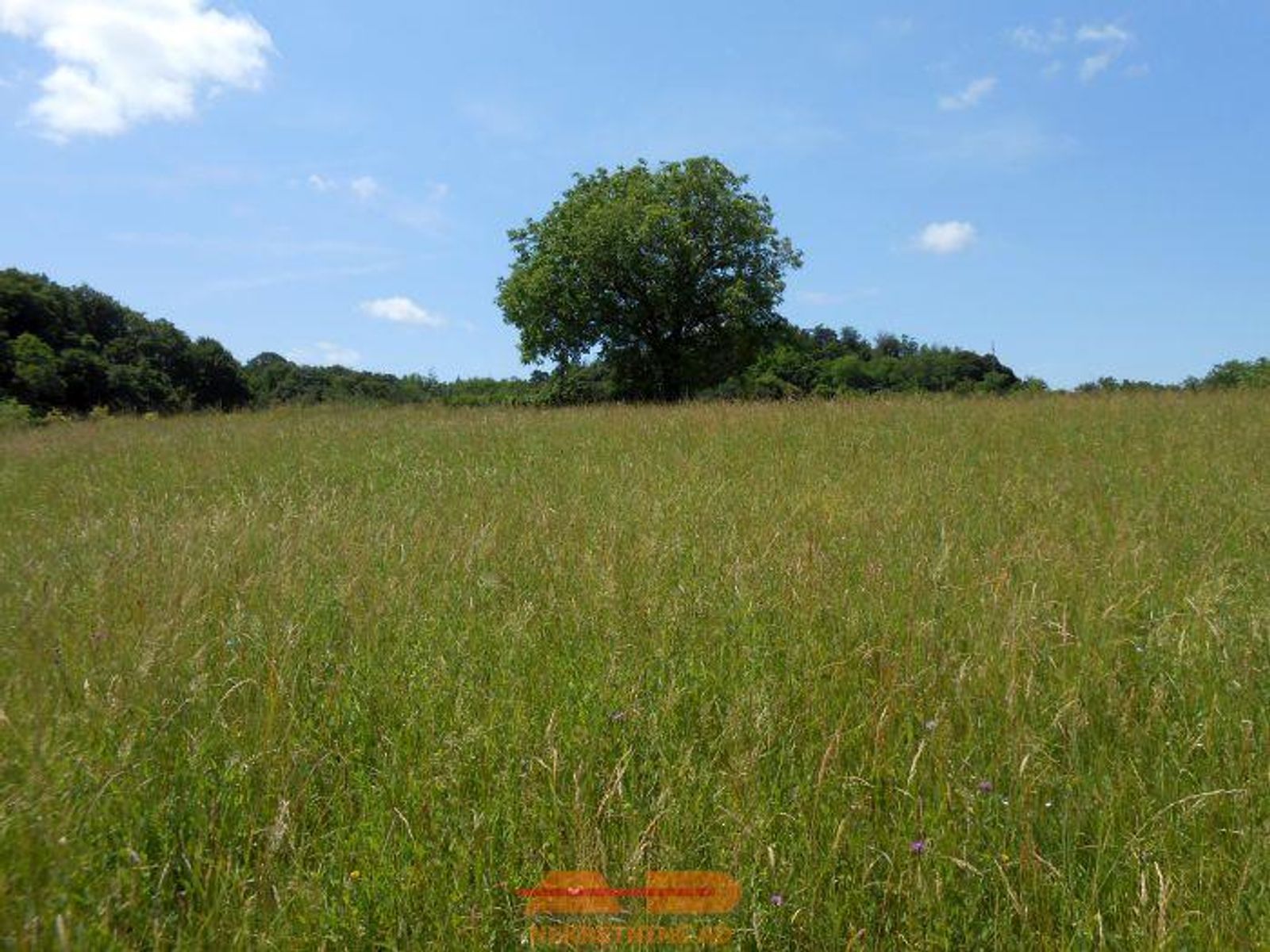 Zemljište 11.509 m2, uz ulicu, Dabrovac! — fotografija 7