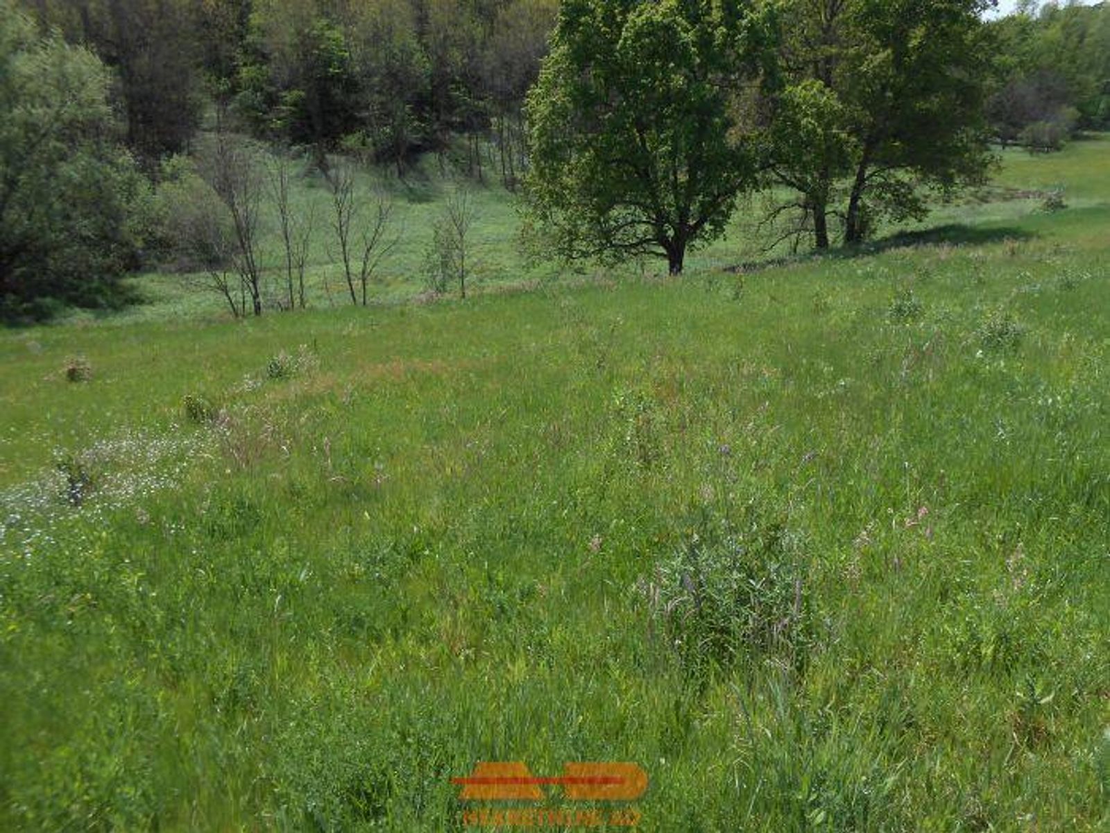 Nasad aronije i oranica, 16500 m2, Šibovac! — fotografija 7