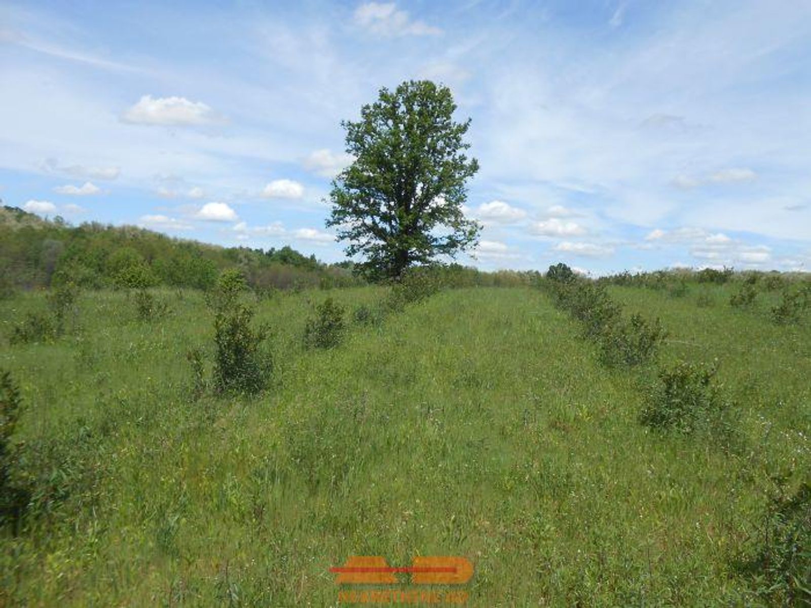 Nasad aronije i oranica, 16500 m2, Šibovac! — fotografija 13